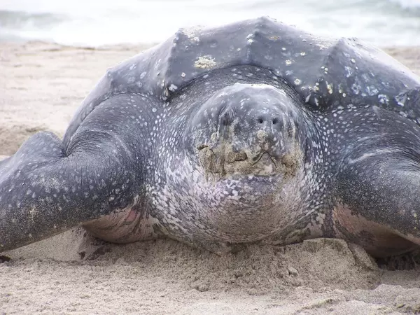 Marine Turtle Conservation Fund: Notice of Funding Opportunity for FY 2024