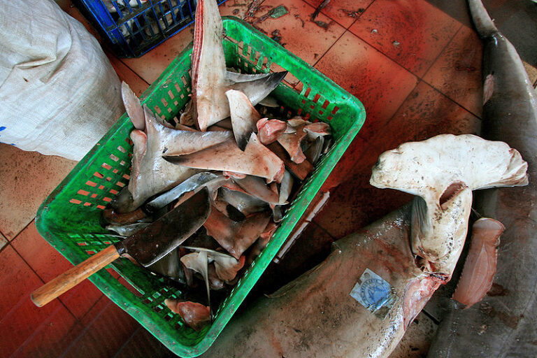 Shark fins and a dead hammerhead shark.