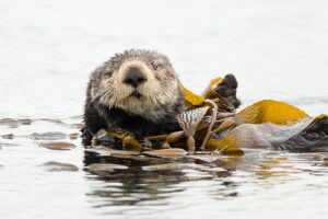 The Seattle Aquarium Research Program launched in 1995 with a project focused on sea otters and their successful reproduction in human care.